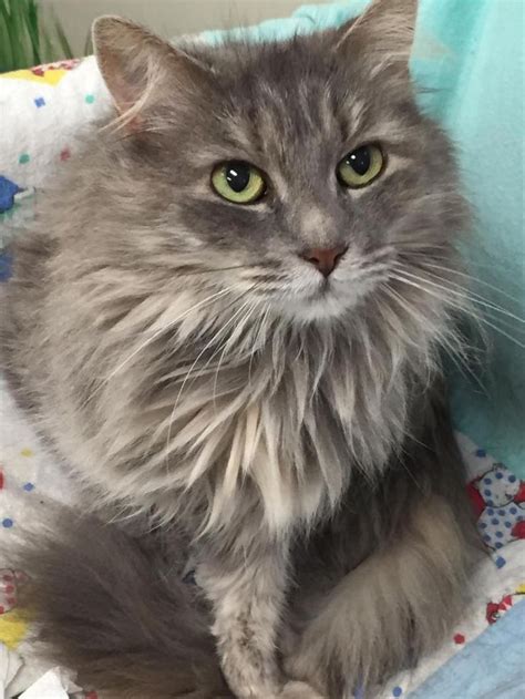 Adopt Stevie on Petfinder | Cat adoption, Cool pets, Long haired cats