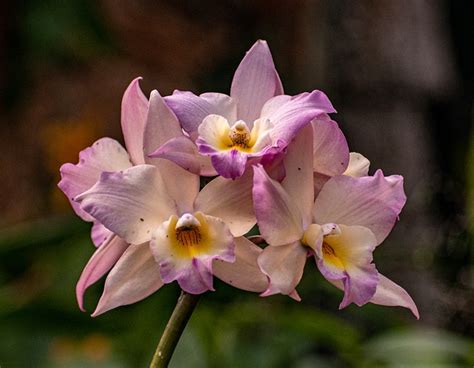 Flowers Orchids Tropical - Free photo on Pixabay