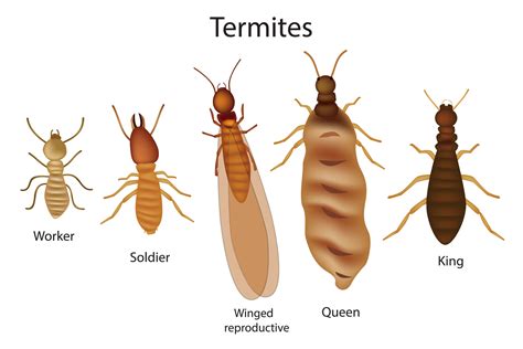 Subterranean Termites | Certified Pest Solutions