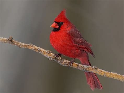 Red Jay Bird