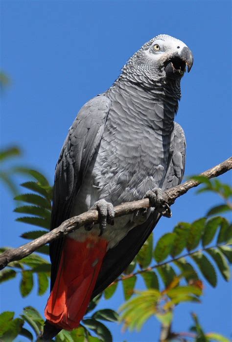 Loro yaco - Grey Parrot - Graupapagei - Perroquet jaco | Parrot, Birds, Bird