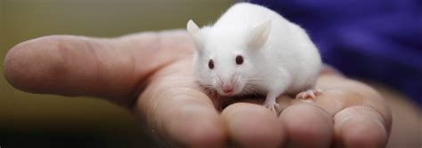 Laboratory Animal Welfare - Animal Research & Testing | RSPCA - RSPCA - rspca.org.uk