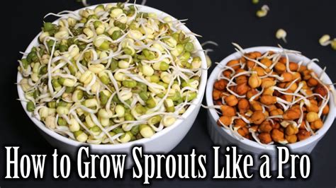 How to Grow Sprouts | Lentils Sprouts Recipe | How to Grow Sprouts at Home | Nehas Cookhouse ...