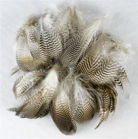 texture; feather; b&w | Mallard duck, Mallard, Feather