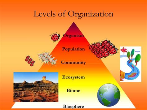 PPT - Principles of Ecology PowerPoint Presentation - ID:4860436