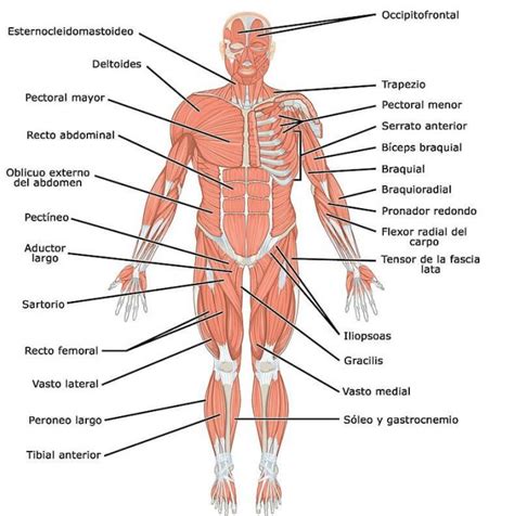 Sistema Muscular - Funciones y músculos del cuerpo humano