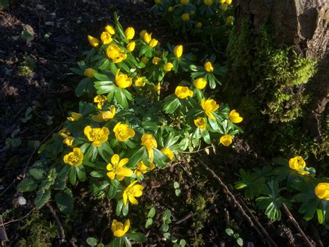 Eranthis hyemalis Seed