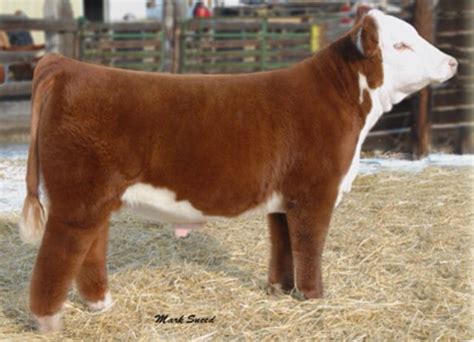 Hereford Show Steer | Show cattle, Fluffy cows, Breeds