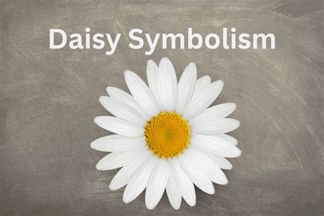 Daisy Symbolism And Meaning - SymbolScholar