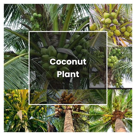 How to Grow Coconut Plant - Plant Care & Tips | NorwichGardener