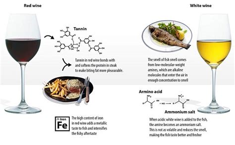 Why red wine goes with steak and why fish prefers white wine revealed | Daily Mail Online