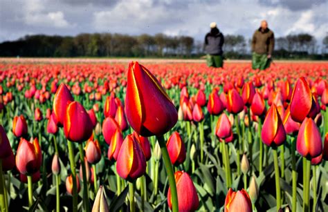 Campos de Flores na Holanda - Arquidicas