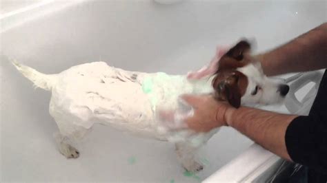 How Often To Bathe A Jack Russell Terrier? (Answered) - Pet Spruce