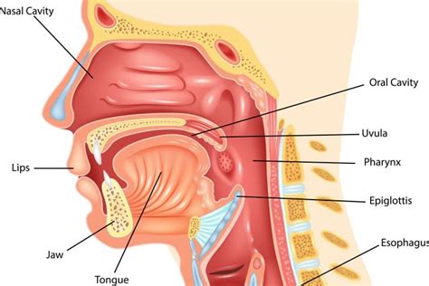 Causes and Treatments for Globus Sensation - Facty Health