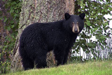 Florida's black bears remain off-limits from hunters, but only for now