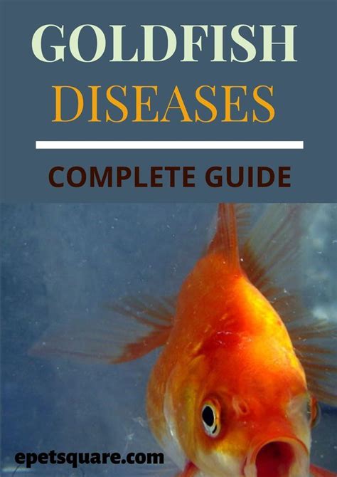 GOLDFISH DISEASES – COMPLETE GUIDE | Goldfish, Goldfish care, Goldfish ...