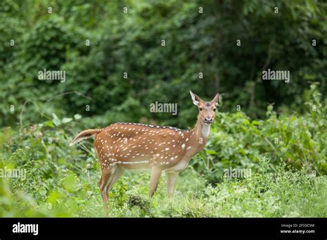 bandipur national park Stock Photo - Alamy