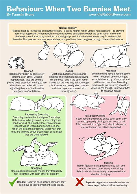 Pin by Lilliana Ríos on Love learning | Pet bunny rabbits, Pet rabbit care, Rabbit care