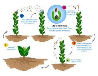 How Do Non-Flowering Plants Reproduce? | LoveToKnow