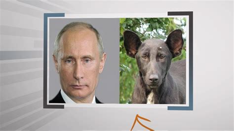 Dog looks like Vladimir Putin | MSNBC