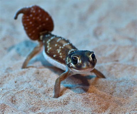 Knobbed tail gecko | Reptiles and amphibians, Reptiles, Gecko