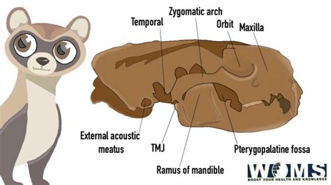 Unveiling 6 Secrets of Ferret Skull Anatomy and its Importance in ...