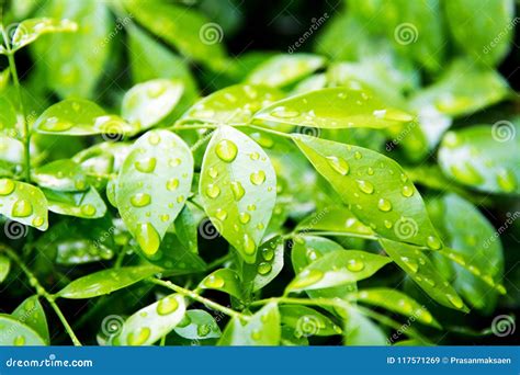 Water Drops on Green Leaves Stock Image - Image of leaves, fresh: 117571269