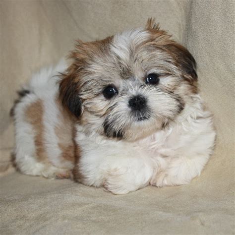 Shih Tzu Yorkie Mix Puppies Cost - Shih Tzu Dog