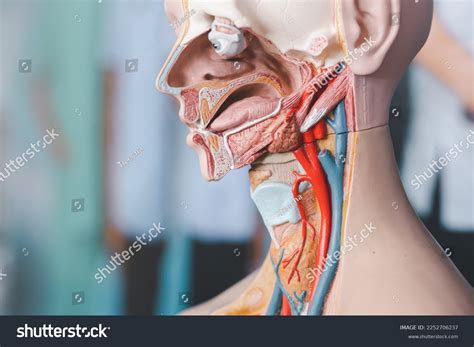 Human Brain Anatomy Model Learning Process Stock Photo 2252706237 | Shutterstock