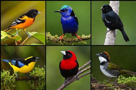 Female birds show their true colours