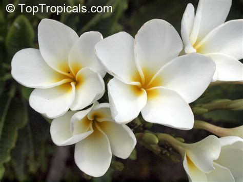 Plumeria alba, Dwarf Plumeria