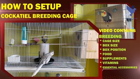 Cockatiel Bird Breeding Box