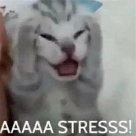 Stress Cat Meme