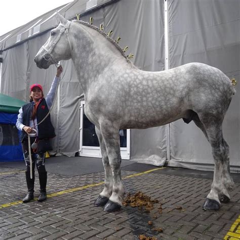 Pin by Pam Savary on Horses | Horses, Percheron horses, Beautiful horses