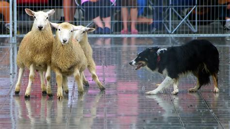 Border collie herding sheep HD desktop wallpaper : Widescreen : High ...