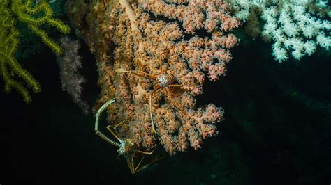 American researchers discover unknown deep-sea corals