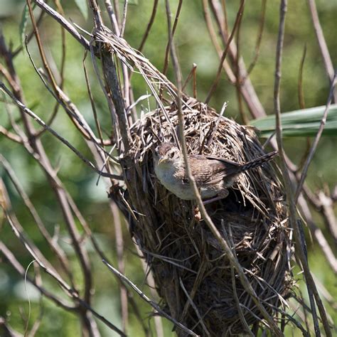 Marsh Wren on nest | Flickr - Photo Sharing!