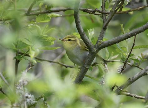 Sightings:Birds Archives - Sandwich Bay Bird Observatory Trust