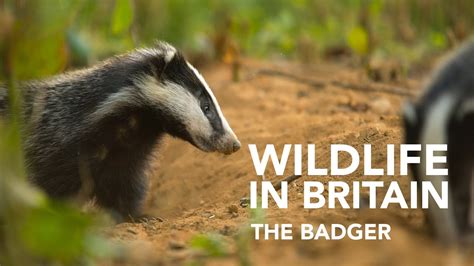 Wildlife in Britain: The Badger - YouTube