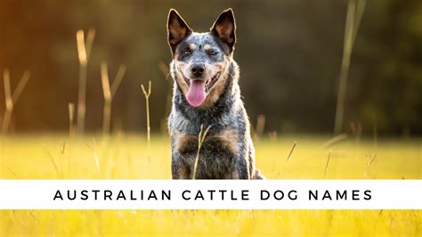 150+ Blue Heeler Names from the Land Down Under!