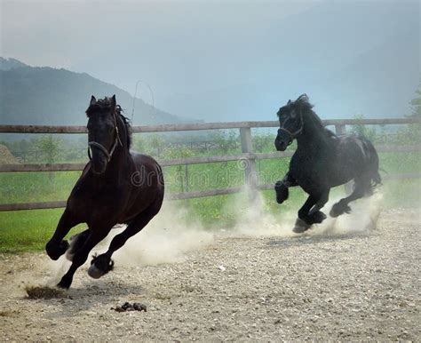 Black horses running stock photo. Image of farm, domestic - 4275794