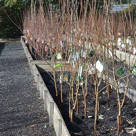 Bare Root Fruit Trees - Planting and Buying | Nurseries Online