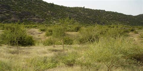 Department of Forest Rajasthan - Rajasthan Forest Department