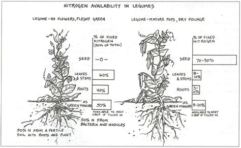 Green Manure | LaptrinhX / News