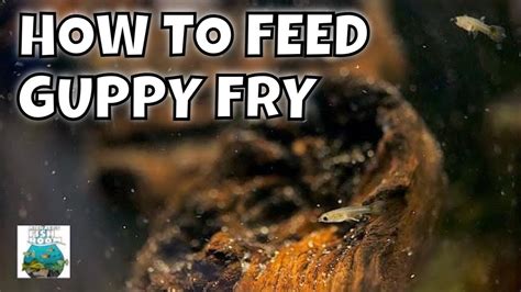 How to Feed Guppy Fry - YouTube