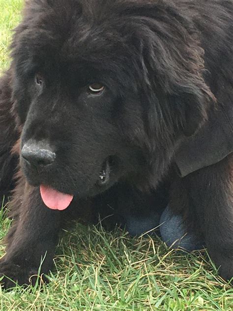 Newfoundland Puppies in Ohio - Newfoundland Breeder | Horner Newfoundlands