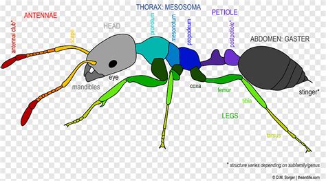 Ant Anatomy Insect Petiole Organ, red blood cell, text, ant png | PNGEgg