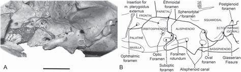 A New Skeleton of the Giant Hedgehog Deinogalerix from the Miocene of Gargano, Southern Italy