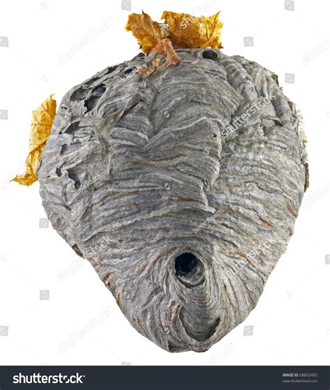 Real Hornet Nest Yellow Leaves Isolated Stock Photo 68602492 | Shutterstock