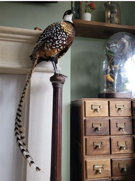 Reeves Pheasant » wolverhamptonantiques.com